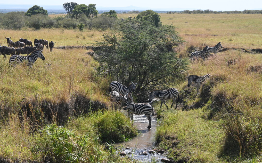 Misadventures From Masai Mara To Nairobi Roving Rugrats