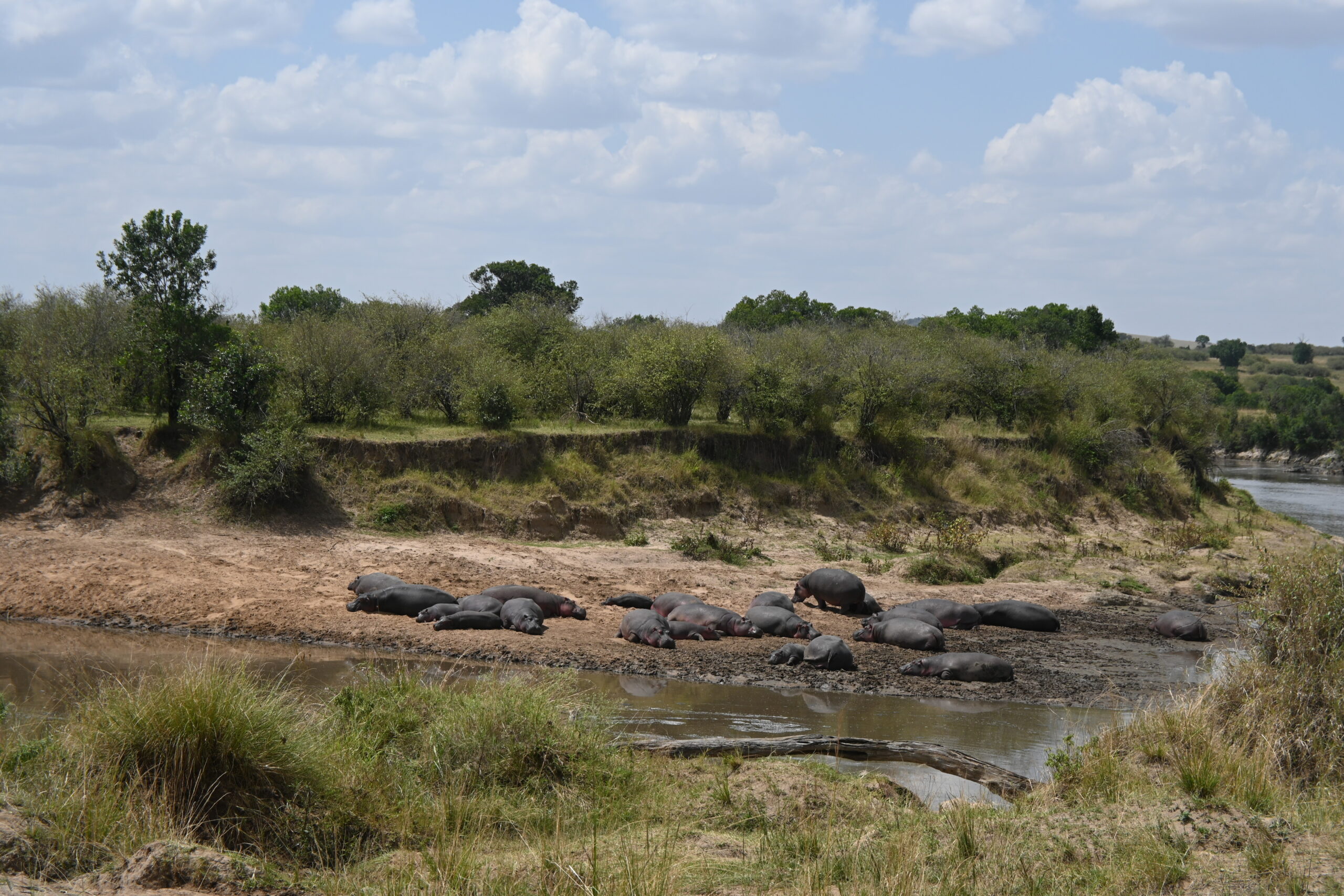 The hippos at the "wrong" part of the Mara River, which we got to see for about three minutes until Rugrat#1 lost his mind. The hippos at the "wrong" part of the Mara River, which we got to see for about three minutes until Rugrat#1 lost his mind.